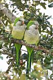 Monk Parakeetborder=